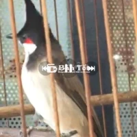 Chào mào 3 mùa thuần chủng, hót hay, không tật lỗi  