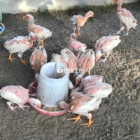 Gà Nòi Con Thái Mỹ 50-200k - Gà Thái Mỹ Giống Lớn, Con Bự Kg  