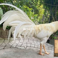 Gà Thái Nọc Zin 3kg8 - Lông Mướt Đẹp, Mặt Cay, Đuôi Dài Tựa Phượng  