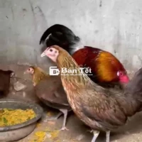 dọn chuồng cần bán 1 bộ tre mỹ 1 trống 4 mái 2tr5