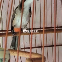 Chào mào bổi đang gọt dũa