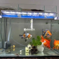 3 cá Ryukin tricolor, đỏ size 4 ngón