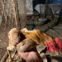 Cần thanh lý gà bầy 15-20 con trống  
