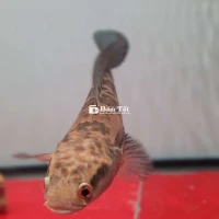 Bán cá red barito