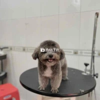 Tìm Nhà Mới Cho Em Xíu 🥰  