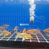 Chép Sư Tử S7 8 SPS – Uy tín, chất lượng  