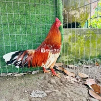 Bông đỏ 3kg4 tay 1 cục, nhanh gọn lẹ! 🏯 Xem gà tại Cao Lãnh.