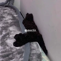 màu sicula 4 tháng poodle