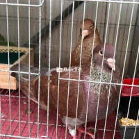 Cặp bồ câu gà đang đẻ như hình  