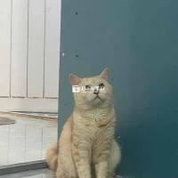 Nhà có hai bé mèo Anh lông ngắn, một đực một cái, cần tìm chủ mới. Bé đực đã thiến, màu cam đáng yêu. Vì về quê không chăm được nên mong tìm được gia đình yêu thương, chăm sóc tốt cho hai bé. Liên hệ sớm để nhận thêm thông tin nhé!  