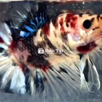 KOI 1