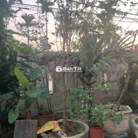 cây mộc