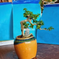 Chim Tía Ô mồi 2 mùa