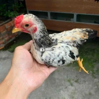 Trống Chuối 6 Tháng Tuổi  