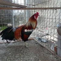 Thanh lý gà khỏe mạnh, trọng lượng ~2.7kg (lâu chưa cân lại)  