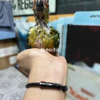 Tìm Nhà Mới Cho Bé Vẹt Thân Thiện, Sức Khỏe Tốt - TP.HCM  