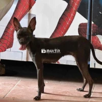 fox socola đẹp