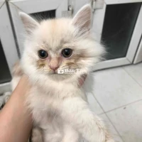 Bạn đang muốn bán mèo Munchkin chân ngắn lông dài hiện đang cần tìm một gia đình đầy yêu thương nhận nuôi bé. Vì lý do không có điều thiết bị nuôi và không kinh nghiệm nuôi mèo cảnh, bạn muốn chuyển nhượng bé mèo này đến một chủ nhân khác có điều kiện tốt hơn. Mèo của bạn chưa xác định giới tính, nhưng rất đáng yêu và ngoan ngoãn. Hãy liên hệ và đến xem trực tiếp để chắc chắn về quyết định nhận nuôi bé nhé. Hãy để bé mèo của bạn có một ngôi nhà mới thật ấm cúng và đầy đủ yêu thương.