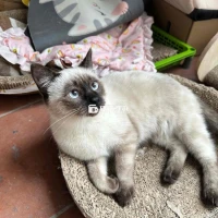 Tìm chủ mới cho hai bé mèo đáng yêu!