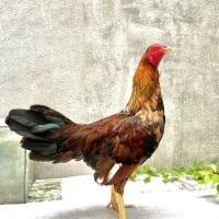 CUBAN JAP MÃ LẠI NÂU