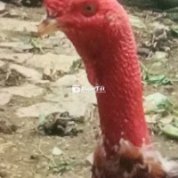 Khỏe sung Đỏ đẹp lớn khủng có 36 con Gà Đòn