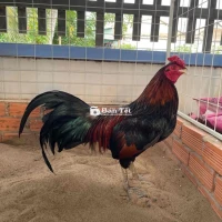 Gà Xanh 2kg8 Tơ Zin Trạng 3kg - Gà Tay Tốt, Không Tật Lỗi  