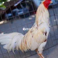 Gà Chọi Liền Bướm Thái Mỹ 3kg3