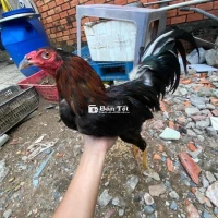 gà que lao 1t có bớt