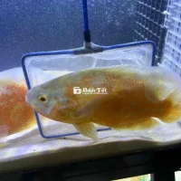 Tai Tượng Châu Phi Albino Cần Nhượng Lại  