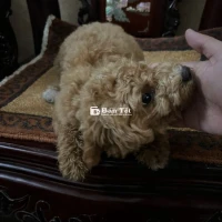 Poodle Vàng 5 Tháng Tuổi