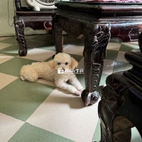 Hai bé cún ngoan xinh iuu cần tìm nhà mới