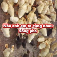 Em còn 110 bé vịt bơ (siêu nạt) từ 2 đến 3 lạng
