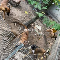 Cần Bán Nhanh Bầy Chó Lai Becgie - Đã Tiêm Ngừa Đầy Đủ  