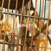 Chim Bảy Màu Đẹp - Giá 400k/con