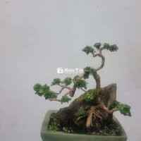 Bonsai Hương Sam ký đá