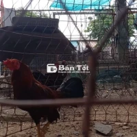 Cặp gà 1,1 kg