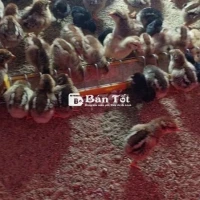 Cần ra đi 200 em gà chọi sọc, chọi đen như clip ạ.