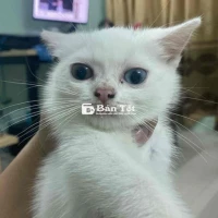 Cần Bán Mèo Lai Anh Lông Ngắn Cái 2.5 Tháng Tuổi  