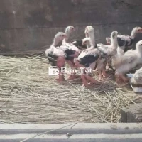 Gà Đông Tảo Thuần Chủng Hưng Yên