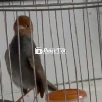 Cần nhượng lại chim đầu đỏ bổi