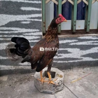 Tre Gà Tơ 4 Tháng Tuổi - Ăn Uống Sung Sức, Khỏe Mạnh, Trọng Lượng 1kg3  
