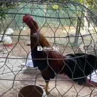 GÀ TƠ BÁN GIÁ MỀM - CẦN NHÀ MỚI CHO CHÚNG!