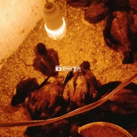 Gà Peru Thuần Chủng 1 Tháng Tuổi - Có Hình Cha Mẹ, Chất Lượng Giống Tốt  