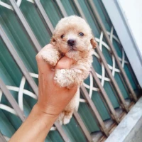 Baby Tiny Nhà Trồng - Tìm Chủ Yêu Thương ❤️