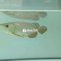 Cá rồng không nuôi muốn thanh lý