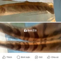 Cá Lóc Vảy Rồng Đỏ - Bán 2 Con