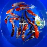 ## Cá Koi Chép Đẹp - Buôn Ma Thuột