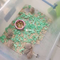 Hamster - Chuột Hamster Nhà Trồng, Sức Khỏe Tốt