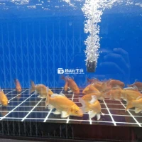 Chép Sử Tử và Phi Tàn - Chép Sư Tử Mini SPS  