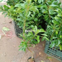 Cây Thanh Mai Cao 45-50cm - Chất Lượng Cao